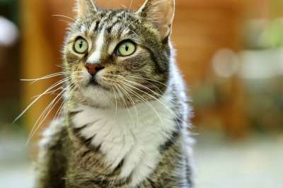 宿醉 猫 鲭鱼 猫眼 家猫 家畜 猫脸 眼睛 晶须 看法