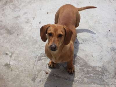 腊肠犬 狗 小狗 犬类 纯种 国内的 维也纳狗 哺乳动物 谱系