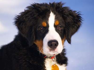 伯恩山犬 小狗 动物 狗 犬类 宠物 伯纳森嫩猎犬