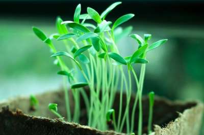 植物 树 绿色 植树 叶子 环境 园艺 生长 土壤 生活