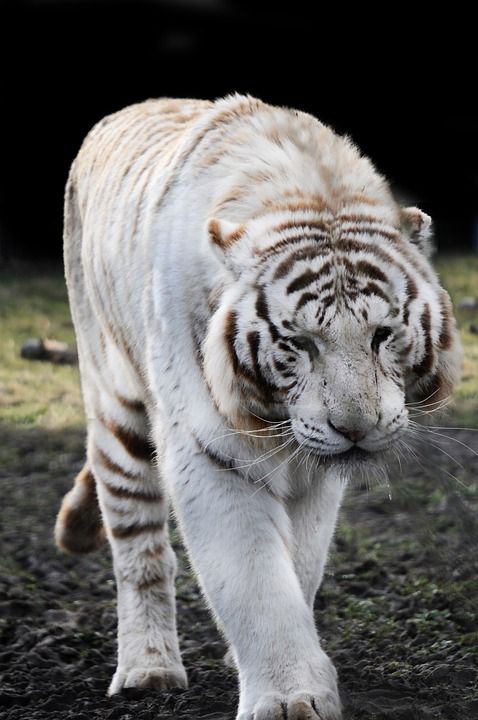 虎 白色的老虎 捕食者 猫科动物 哺乳动物 野猫 野蛮的 有条纹的