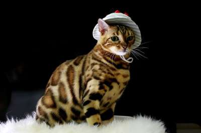 猫 孟加拉猫 宝贝猫 动物 孟加拉 宠物 猫的图片 微妙的组合