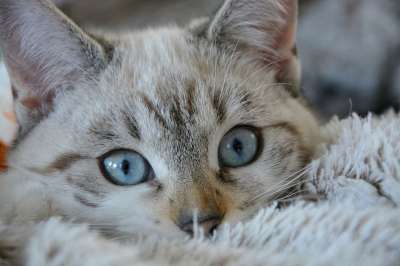猫 小猫 猫看 蓝眼睛 家畜 年轻的猫 动物 猫科动物