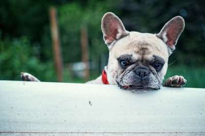 法国斗牛犬 浴 兴趣 狗 衣领 森林 乡间别墅 度假 爪子
