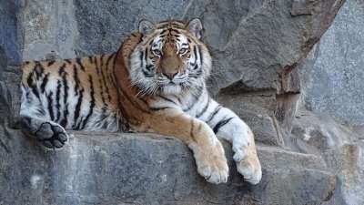 老虎 西伯利亚 Amurtiger 捕食者 大猫 野猫 动物园