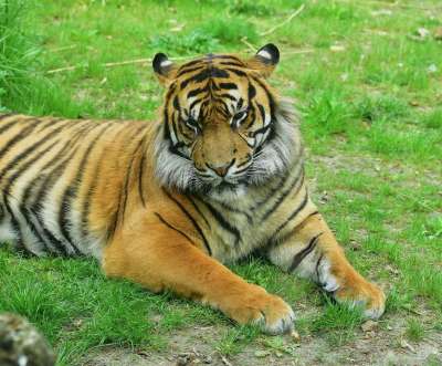 老虎 大猫 捕食者 野生动物 危险的 猫