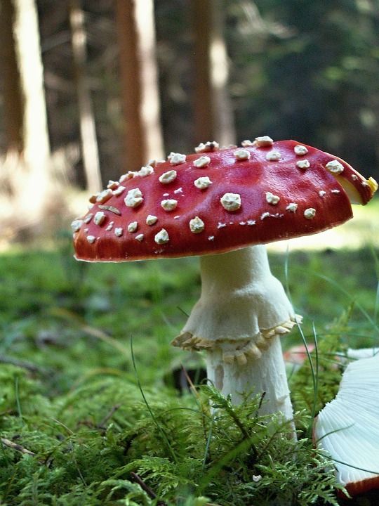 毒菌 红色的 有毒 蘑菇 草 宏 苔藓 工厂 自然