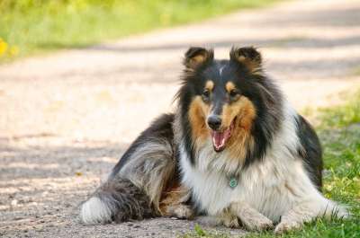 牧羊犬 狗 动物 家畜 亲爱的 纯种狗 厌倦