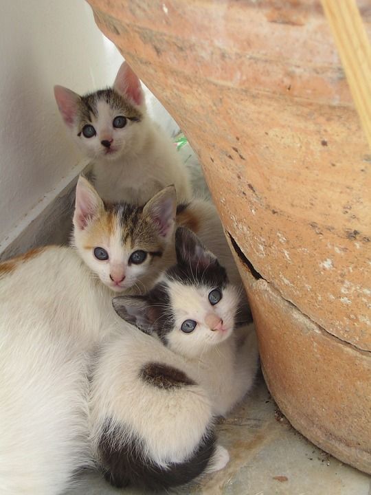 猫 猫宝宝 年轻的猫 动物 希腊 家畜 好奇的