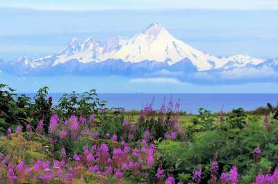 阿拉斯加州 Kenia 伊利亚姆纳山 沃卡诺 杂草 夏天 山 花