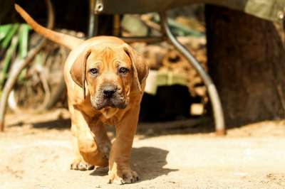 布尔布尔 花生斗牛犬 狗 小狗 獒 动物 哺乳动物 兽