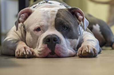 狗 Pitbull 欺负 动物 宠物 小狗 美国比特犬 美国的欺负
