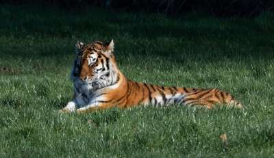 睡觉的老虎 东北虎 老虎 捕食者 猎人 自然 动物 野生动物