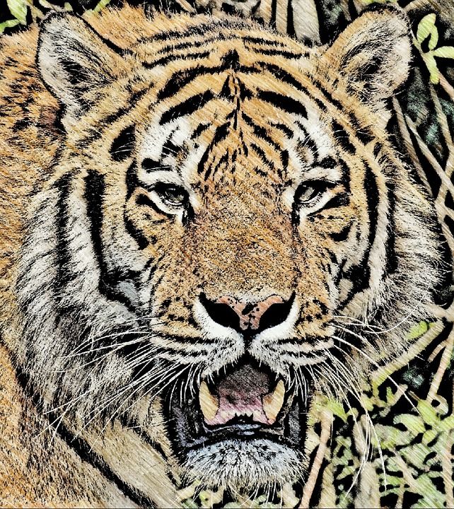 老虎 画画 动物 捕食者 猫 大猫 野猫 危险的