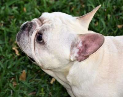 法国斗牛犬 狗 宠物 户外 草地 犬类 动物 国内动物 哺乳动物