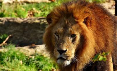 狮子 捕食者 危险的 鬃毛 大猫 男性 动物园 野生动物 非洲