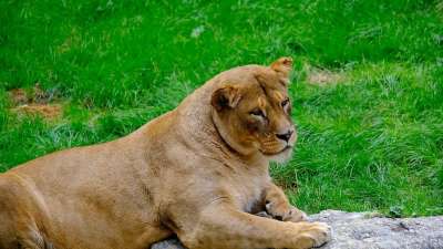 母狮 女性 捕食者 野生动物 猫 大猫 动物 狮子 野猫