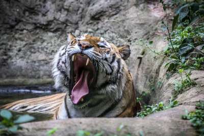 老虎 猫 野生猫 野生动物 猫科动物 荒野 打哈欠 打呵欠的老虎