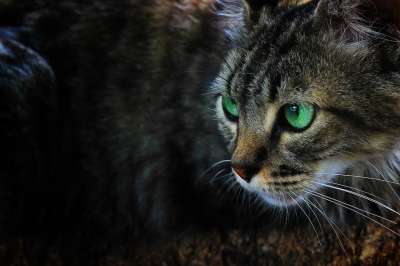 猫 猫科动物 吉祥物 小猫咪 小猫 老虎 可爱 被驯服的