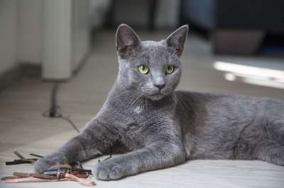 猫 蓬松的 猫科动物 小猫 基蒂 蓝色的 品种 宠物 动物