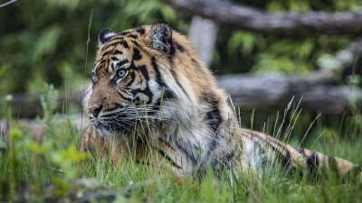 老虎 大猫 捕食者 危险的 野生动物 动物 食肉动物 动物园