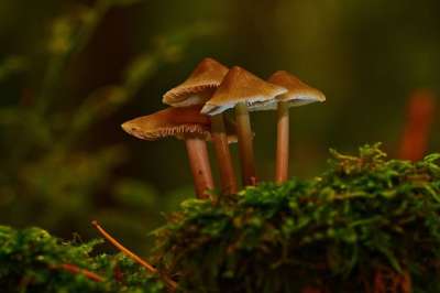 蘑菇 森林 树桩 苔藓 关闭