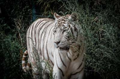 老虎 白色的老虎 捕食者 动物 猫 野猫 动物园 大猫 野生动物