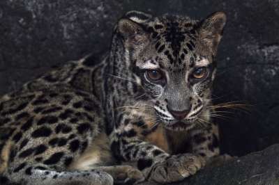 动物 老虎 哺乳动物 物种 动物群 野生动物 新叶星云 大猫