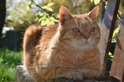 猫 Roux 猫科动物 动物 老虎 眼睛 躺在