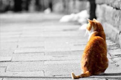 可爱的 动物 背景 美丽的 棕色 食肉动物 猫 剪下 国内的