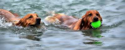 小狗 游泳 水 宠物 海滩 锻炼 湿的 犬类 培训 狗 金的