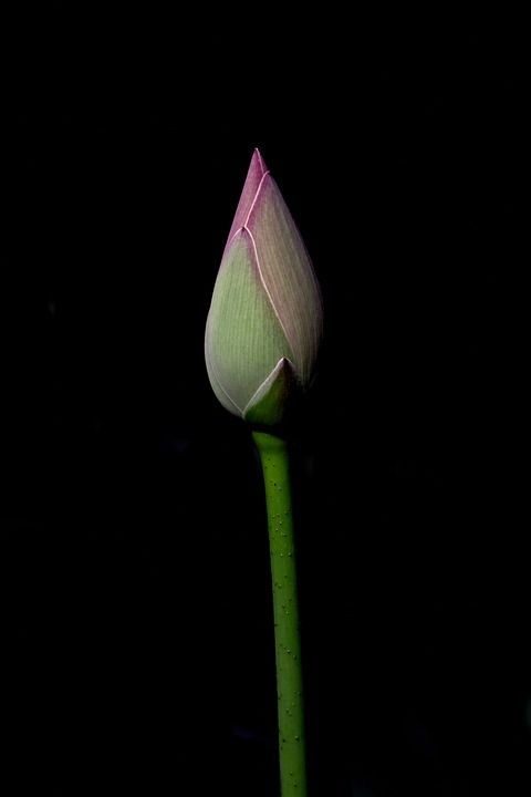 花 莲花 植物学 生长 自然 春天 植物 花瓣 植物群 盛开