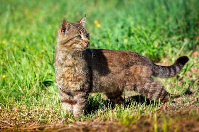 猫咪 动物医院 哺乳动物 小猫 捕食者 老虎 猫 Puma 毛皮