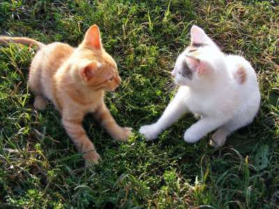 猫 有趣的 小猫 玩 动物 基蒂 国内的 可爱的 猫科动物