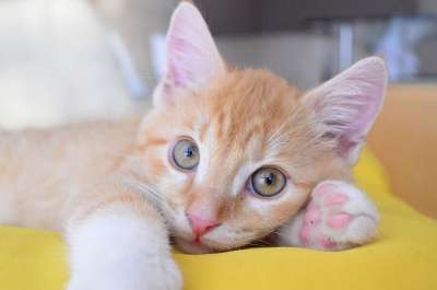 小猫 猫 宠物 动物 基蒂 国内的 毛皮 小的 婴儿 爱