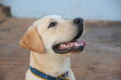 狗 拉布拉多犬 犬 动物 宠物 可爱 国内动物 微笑的狗