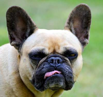 法国斗牛犬 家畜 狗 搞笑 斗牛犬 动物 细心 可爱的 法语