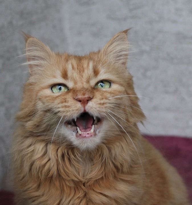 猫 Katzenkopf 喵 可爱的 鲭鱼 红猫