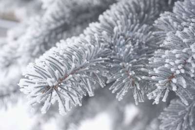 冷杉 冬季 弗罗斯特 季节 性质 松 针 雪 森林 支