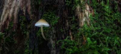 自然 木头 蘑菇 苔藓 森林 树 树干