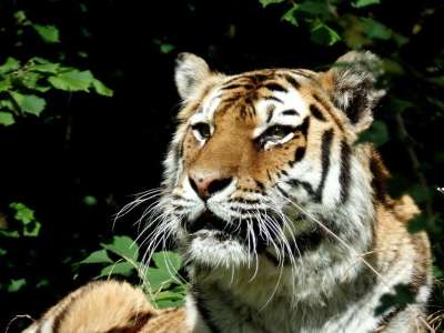 老虎 大猫 捕食者 公园 克努滕堡 野生动物园 关闭 食人魔