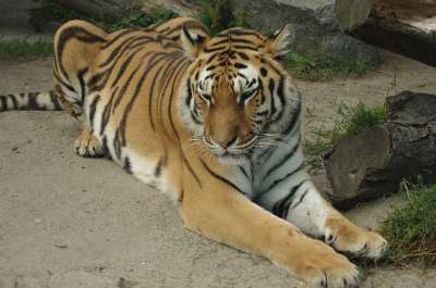 动物 老虎 捕食者 哺乳动物 物种 动物群 猫科动物 动物园