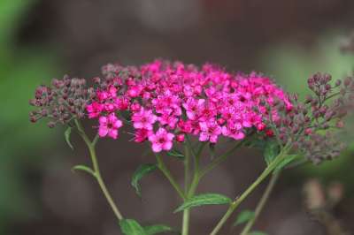 抱子花 红色的 红色刺花 开花 花园 花 自然 粉色的 花园设计