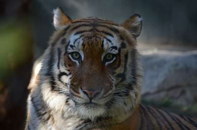 野生动物 哺乳动物 老虎 自然 猫科动物 动物 看起来像猫