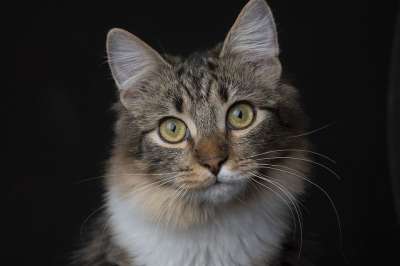 猫 宠物 动物 哺乳动物 猫科动物 国内的猫 国内动物