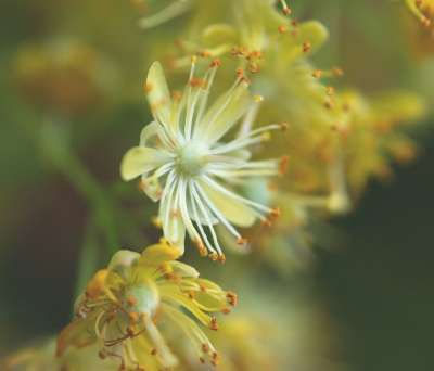 菩提树的花 开花 盛开 橡皮图章 花粉 菩提树 春天 夏天 关闭