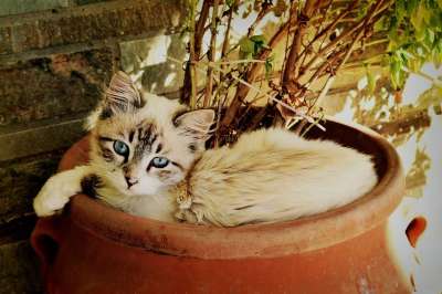 小猫看着你 美丽的猫 宠物肖像 可爱的 毛茸茸的 甜的 迷人的