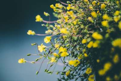 花朵 盛开 开花 生长 植物学 自然 花园 植物群