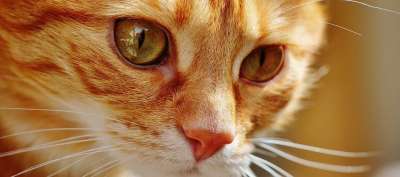 猫 宿醉 红色的 可爱的 鲭鱼 老虎 舒适 动物 家猫 毛皮