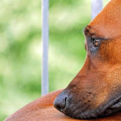 狗 棕色的 脸 眼睛 鼻子 肖像 轮廓 毛皮 罗得西亚脊背犬